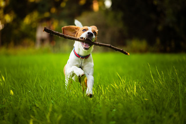 Hond op kunstgras